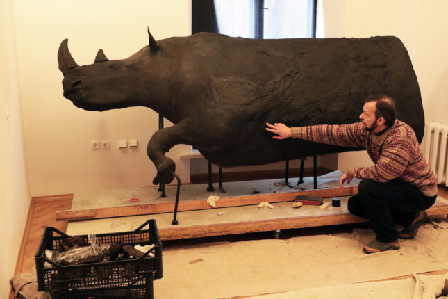 Науковці завершили реставрацію носорога, якого знайшли на Франківщині (фото)