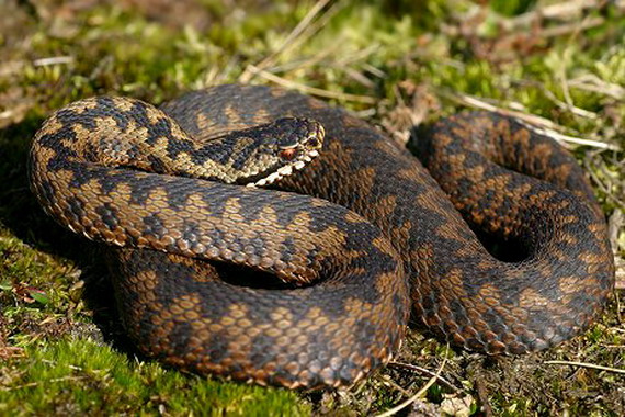 На Прикарпатті троє дітей потрапили в реаніамацію через укуси змій