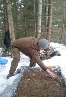 Прикарпатські лісівники снігують лісове насіння: фоторепортаж