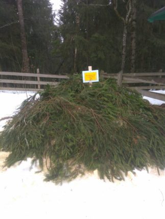 Прикарпатські лісівники снігують лісове насіння: фоторепортаж