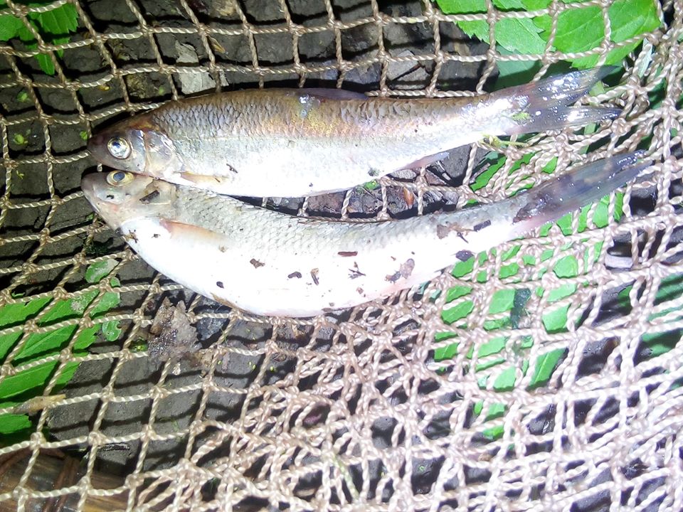 На Дністрі упіймали браконьєра, який ловив червонокнижну рибу: фото