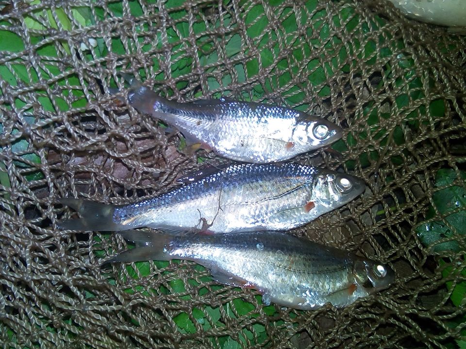 На Дністрі упіймали браконьєра, який ловив червонокнижну рибу: фото