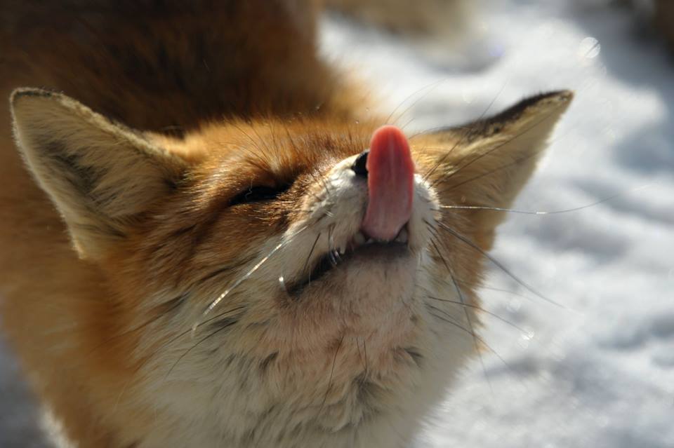 Дикі тварини з Галицького природного парку — у передчутті весни (фоторепортаж)