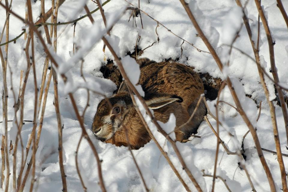 Дикі тварини з Галицького природного парку — у передчутті весни (фоторепортаж)