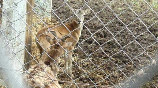 В Центрі реабілітації тварин Галицького природного парку народився маленький муфлон: фото