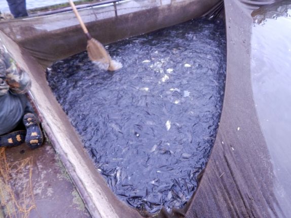 В акваторію Бурштинського водосховища випустили майже чверть мільйона мальків риби ФОТО