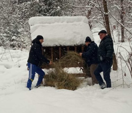 Прикарпатські лісівники організували підгодівлю диких тварин у зимовий період ФОТО