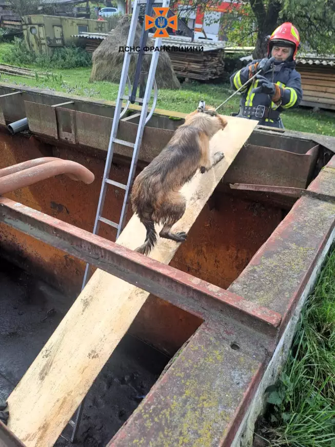 У Верховині рятувальники врятувалисобаку, що впала у закинути резервуар