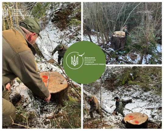 На Прикарпатті виявили незаконну вирубку на майже 800 тисяч грн
