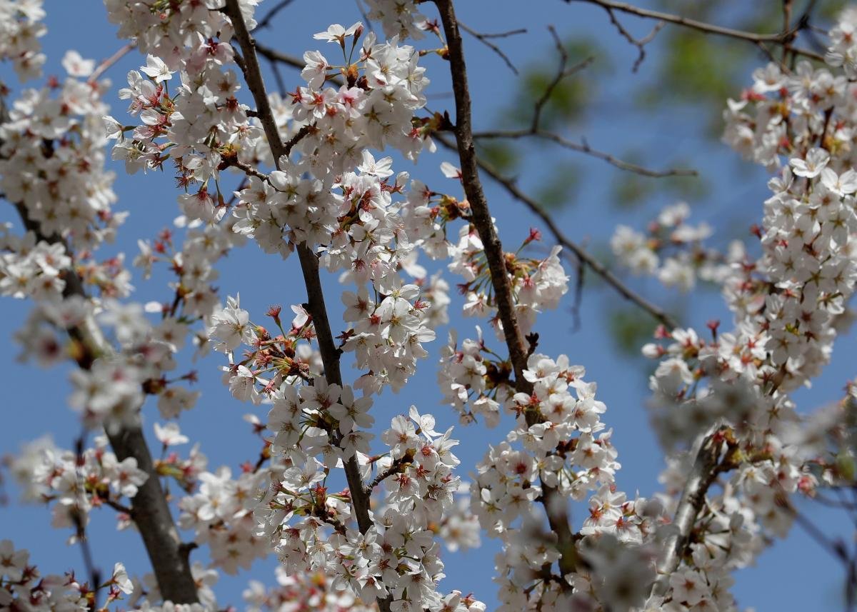 Квітневий "сюрприз": нічні морози та тепле сонце чекають на прикарпатців