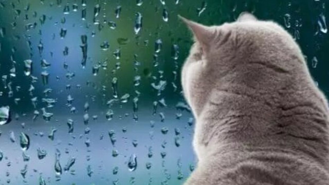 На Прикарпатті 15 квітня очікується невеликий дощ та до +17 градусів тепла