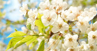 Сонце, +17° і трохи дощу: погода на 14 квітня