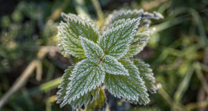На Прикарпатті прогнозують туман, заморозки та ожеледицю