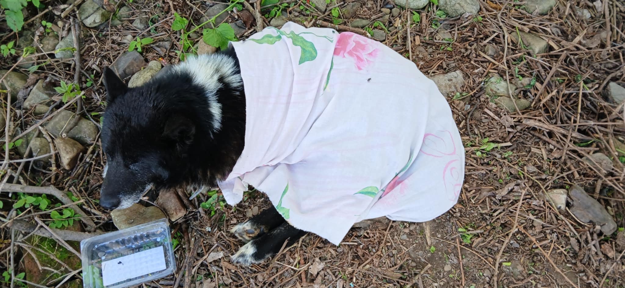 Зраджена вірність: калуські волонтери рятують собаку з яким жорстоко повівся господар