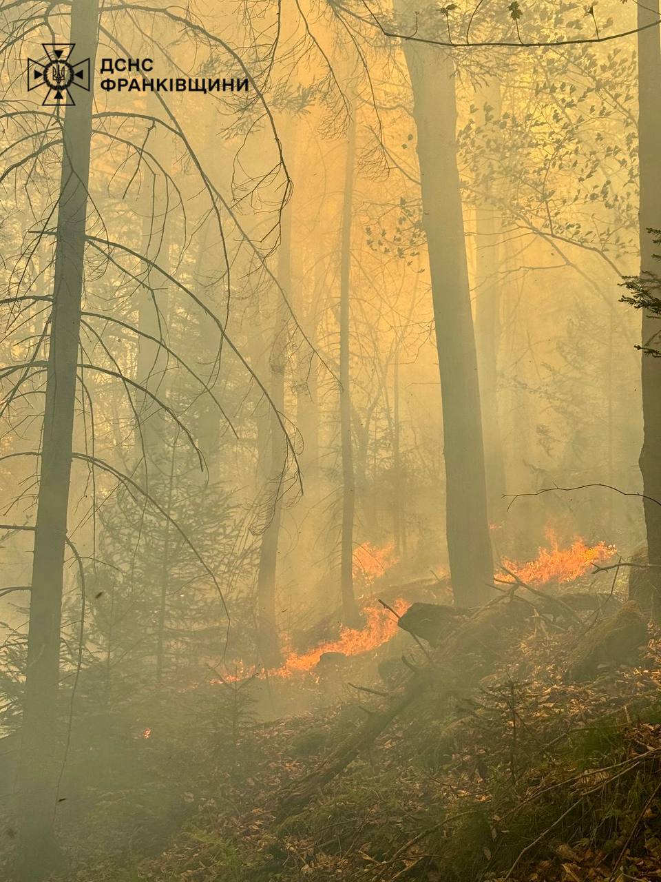 На Прикарпатті рятувальники ліквідували масштабну пожежу лісової підстилки