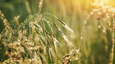 Грози та сильний вітер: якою буде погода 19 червня на Франківщині