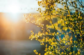 На Прикарпатті вихідні будуть сонячні та теплі