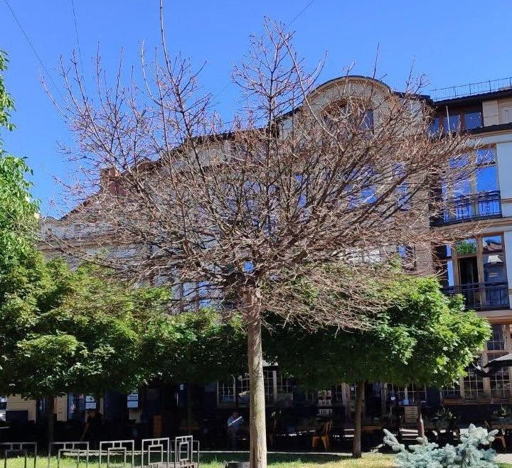 Франківськ очищають від небезпечних дерев: планові роботи тривають